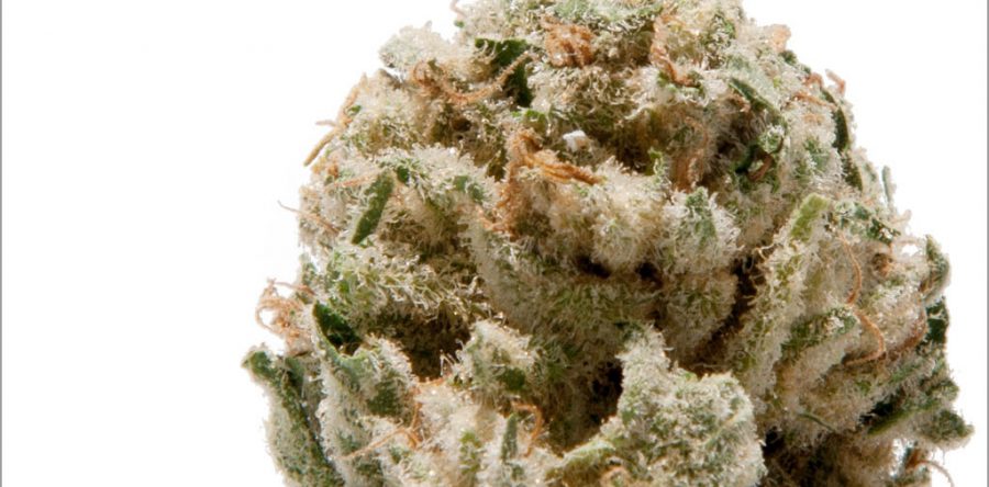 Mob Boss Flower