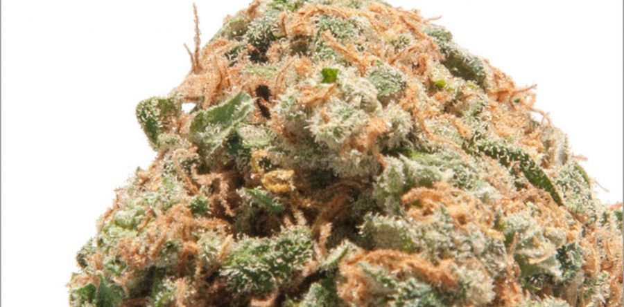 Snowcap Flower