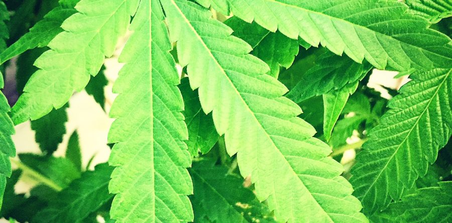 Bad News for California MMJ Patients in Nevada