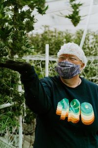 woman-posing-cannabis-plant-nevada-made-marijuana