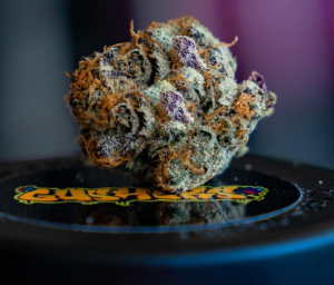 gushers-strain-cannabis-nevada-made-marijuana