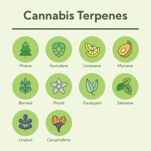 Popular Cannabis Terpenes | Order Weed Online In Vegas