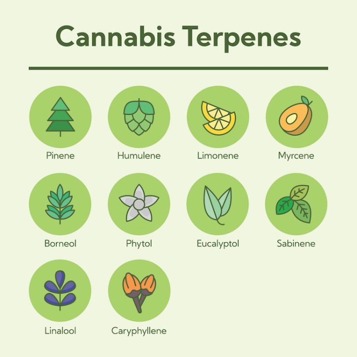 Popular Cannabis Terpenes | Order Weed Online in Vegas