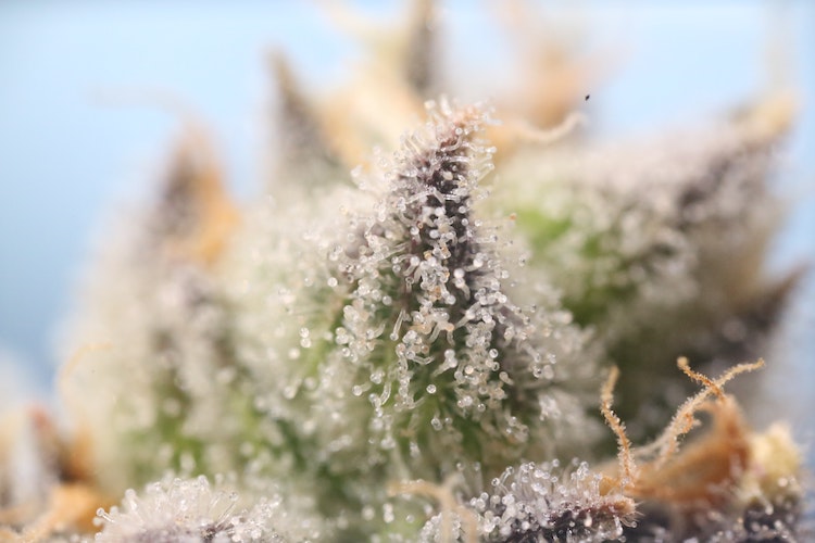 Top 5 Myths About Weed